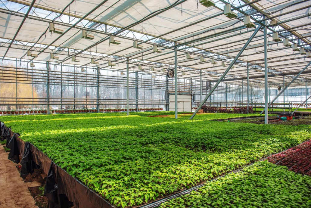 greenhouse